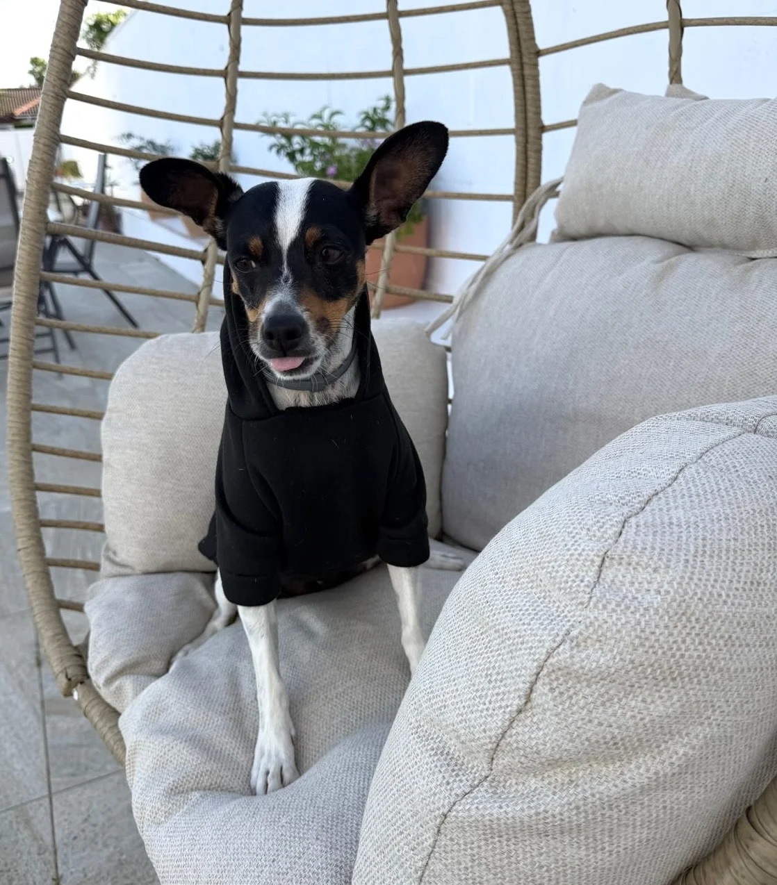 Dog wearing the black Fly+co sweatshirt